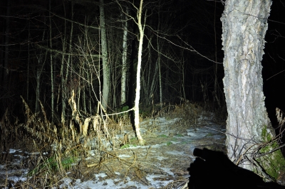  Zebralight
